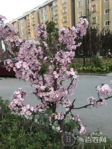 德惠恒大附近《东方嘉苑》三期高架直达 首付18万